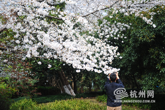 Breathtaking cherry blossoms bring beauty to spring