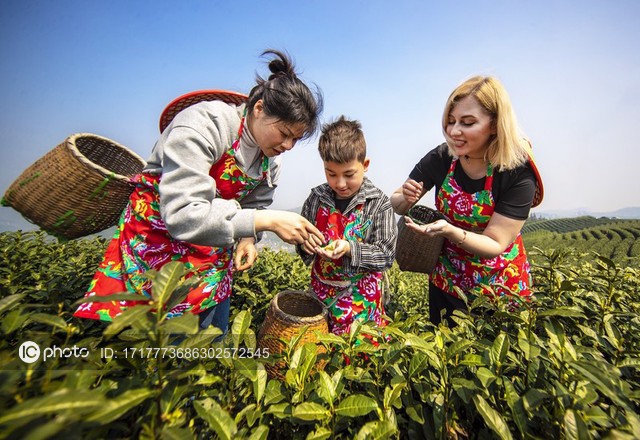 Chinese, foreign families experience tea-picking in Lin'an