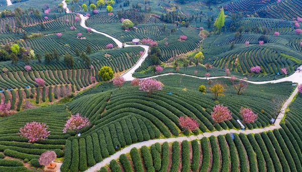 Cherry trees cover countryside in Fuyang