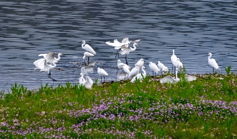 Elegant egrets visit picturesque Qiandao Lake