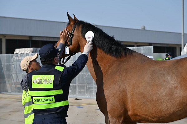 Race horses arrive in Tonglu for intl equestrian open