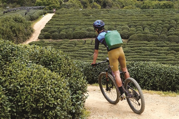 Cycling through tea fields