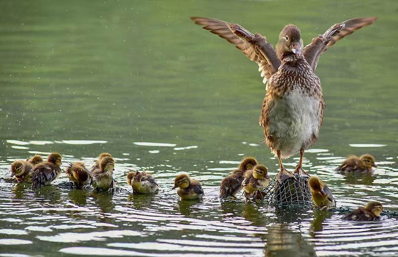 West Lake welcomes first nest of mandarin ducks