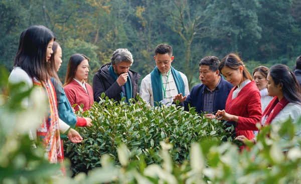 Hangzhou soon to be overflowing with fragrance of tea
