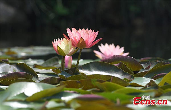 Two-color water lilies wow tourists at Hangzhou park