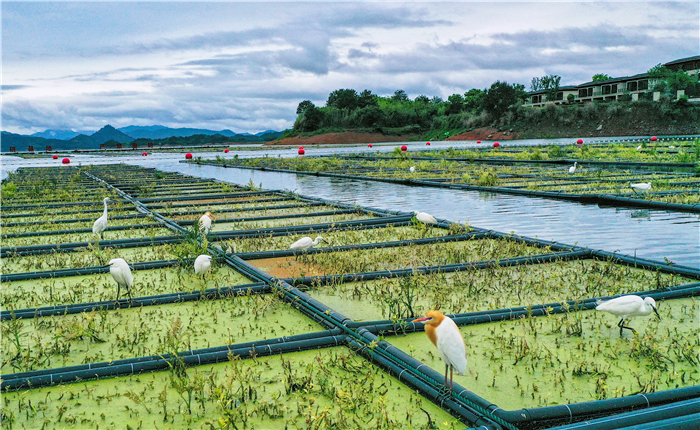 Egrets brighten up vegetable garden on Hangzhou waters