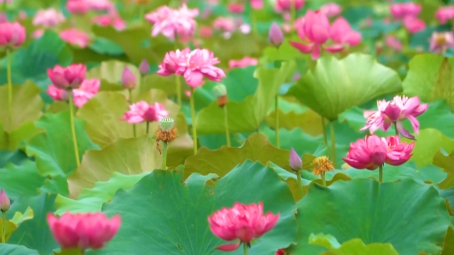 Travelers relish enchanting summer sceneries in China