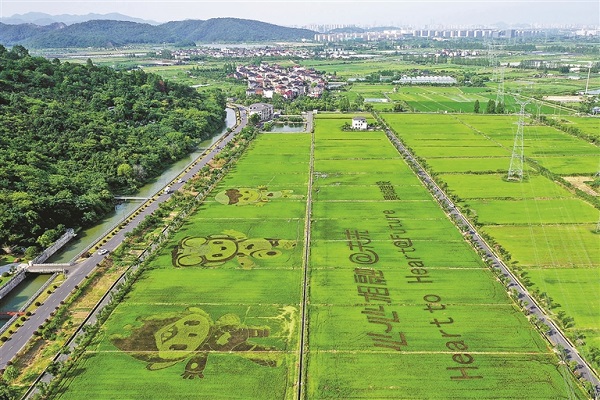 Hangzhou plants Asian-Games-themed colored rice paddy