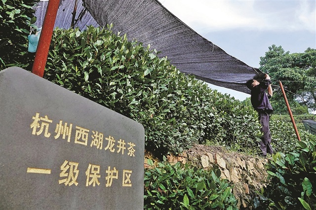 Farmers shield tea trees from intense heat by hanging nets