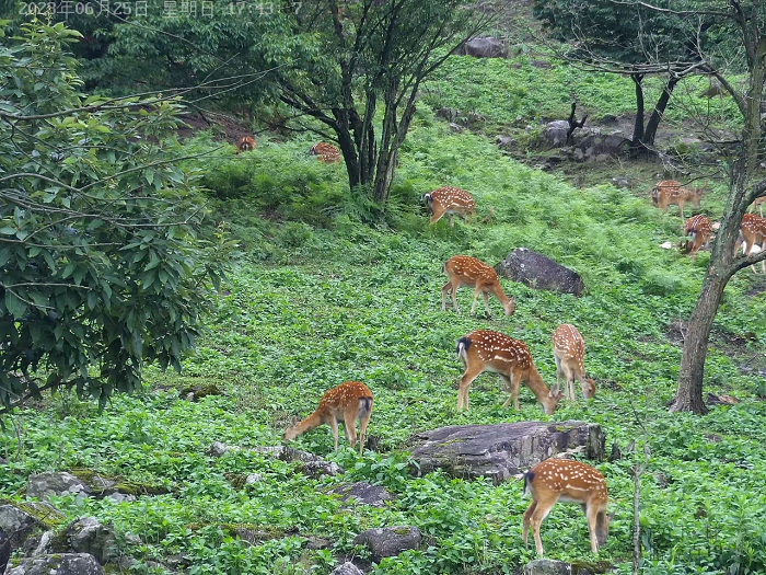 Over 300 sika deer inhabit Qingliangfeng Mountain