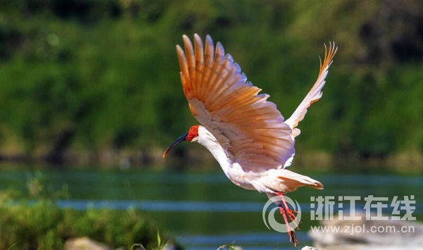 New wetland park a haven for rare birds in Hangzhou