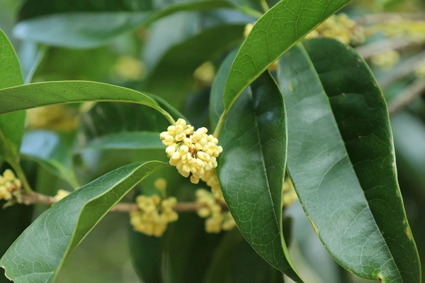 桂花1.jpg