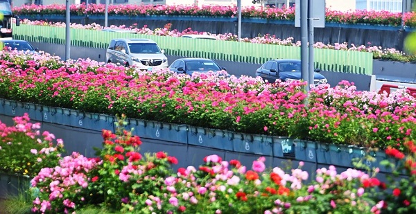 桂花2.jpg
