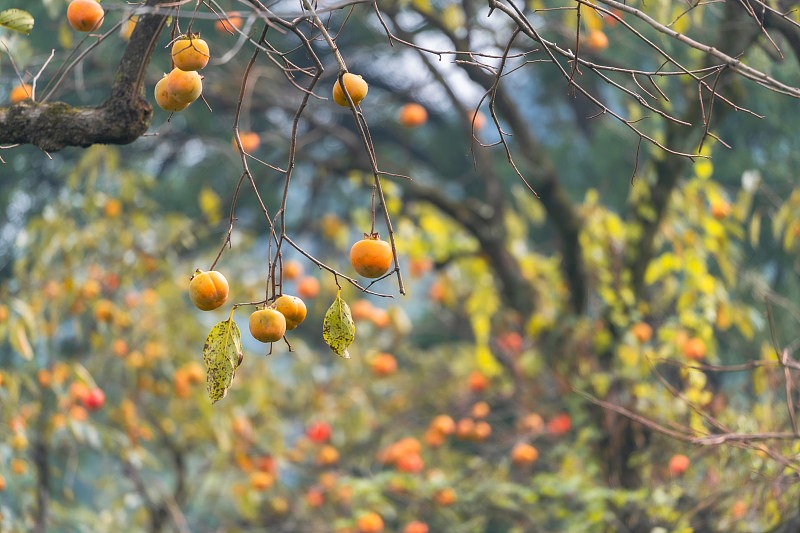 Fiery-red persimmons adorn Hangzhou's countryside