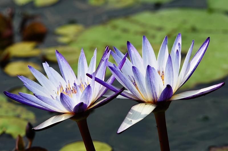 Blooming lotus flowers stun visitors at West Lake