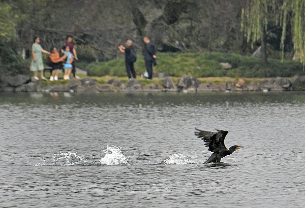 Wintering cormorants grace Hangzhou's West Lake, attracting bird enthusiasts