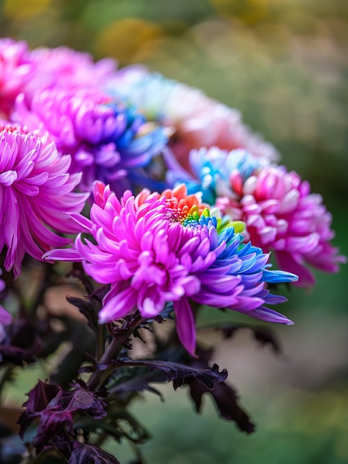 Annual chrysanthemum exhibition set to open in Hangzhou