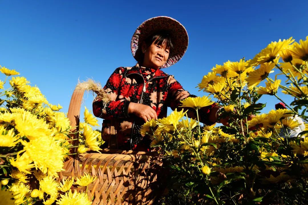Farmers harvest chrysanthemums across China