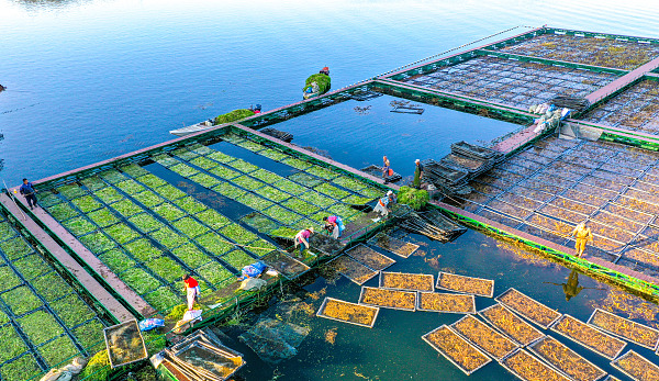 'Ecological floating islands' improve water quality, aquatic produce