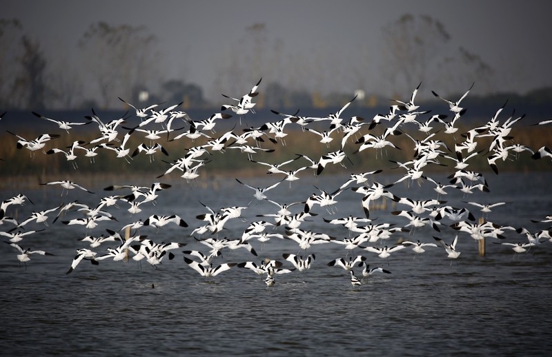 Winter migratory birds flock to Hangzhou's Qiantang Bay wetland park