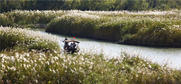 The season of reeds in Hangzhou