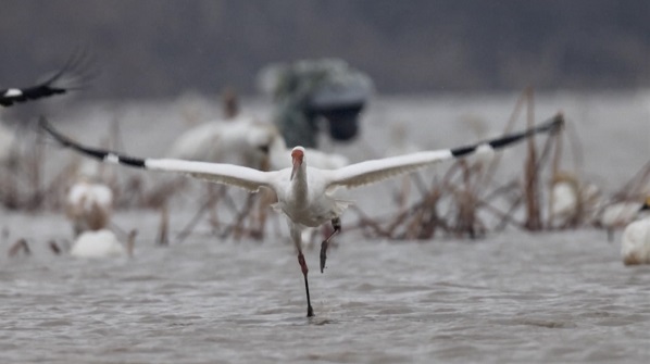 A once-abandoned Siberian crane reintegrates into its own group