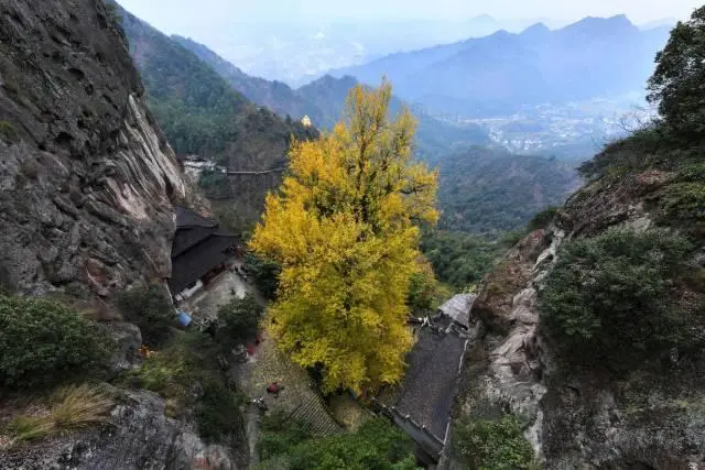 Ancient ginkgo tree a golden canopy in mountainous Hangzhou