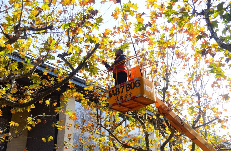 Captivating early winter scenes unfold in Hangzhou