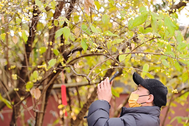 First plum blossom blooms in Hangzhou