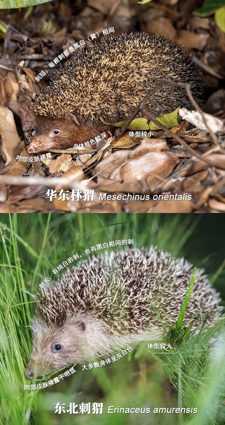 刺猬1.jpg