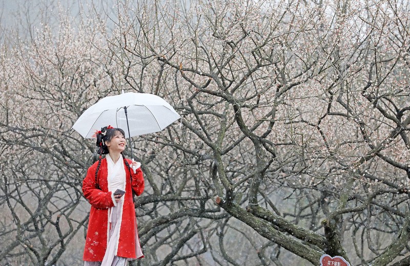 Plum blossom season arrives at reopened Chaoshan scenic area in Linping