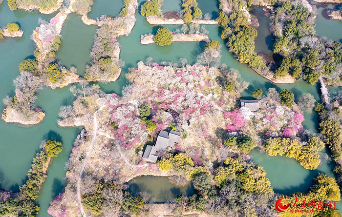 Plum blossoms herald spring's arrival in Hangzhou