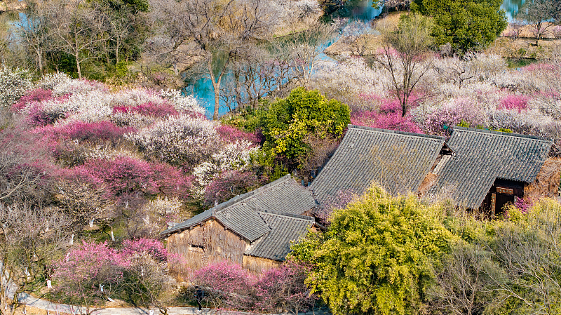 Top 6 spots for plum blossom viewing in Hangzhou