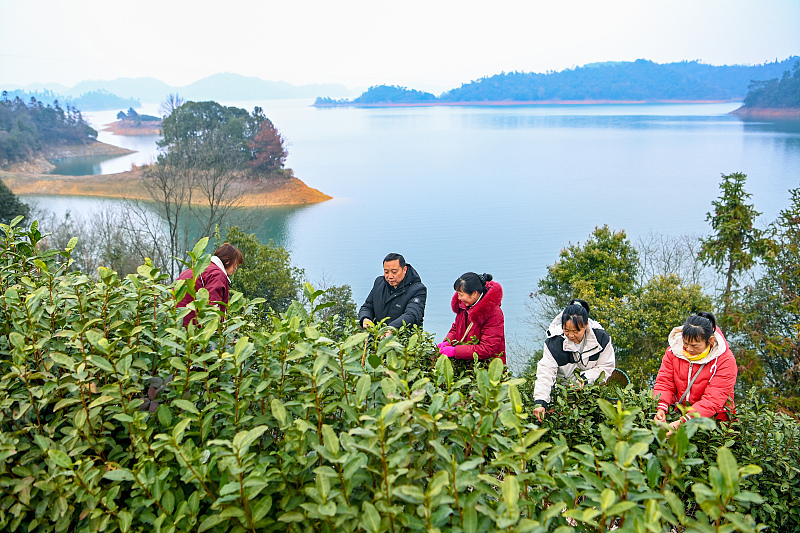 Spring tea harvest season begins in Hangzhou