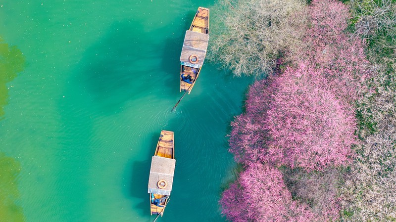 A glimpse of plum blossoms in Xixi wetland