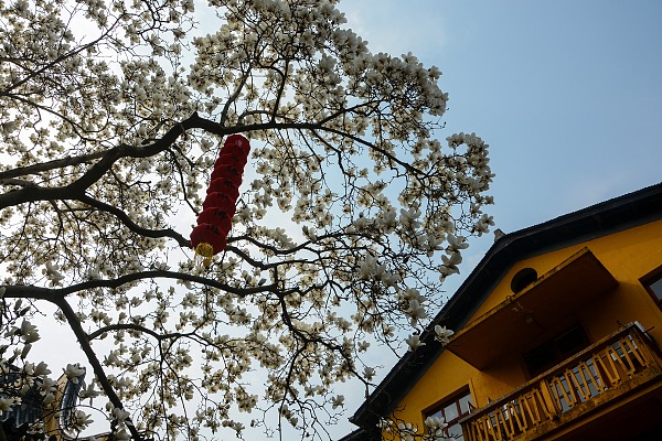 Ancient magnolia tree draws crowds