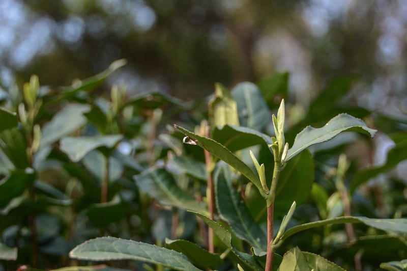 West Lake Longjing Tea to be harvested on March 20