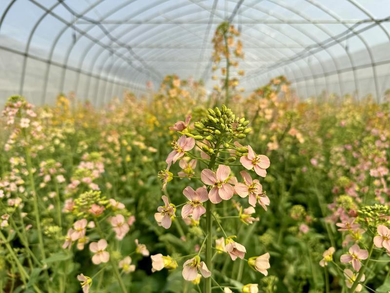 Colorful rapeseed flowers bloom in Xiaoshan