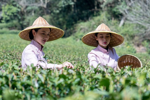 Tea farming in Hangzhou