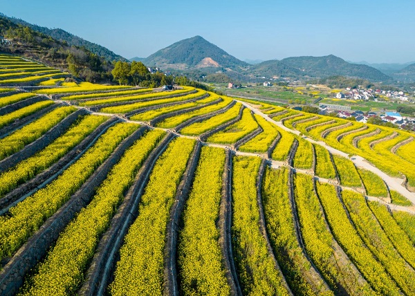 Fuyang in golden spring