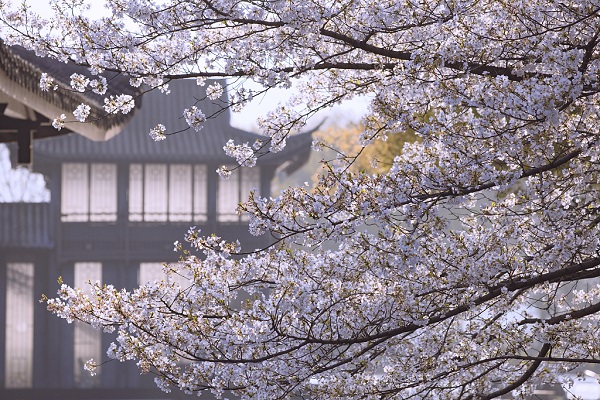 Lakeside park a blend of spring beauty and ancient charm in Hangzhou