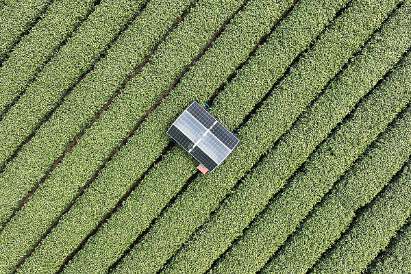 Robots help to harvest tea in Hangzhou