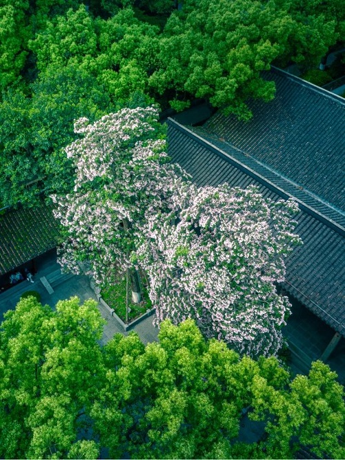 Ancient trees, timeless beauty: Over 500-year-old trees blossom