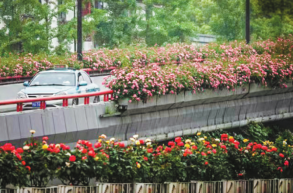 Hangzhou creates romance on roads