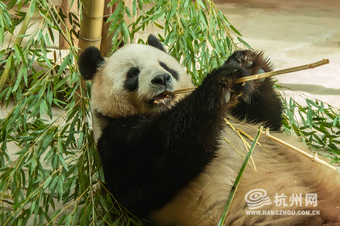 Animals prepped for summer at Hangzhou Safari Park