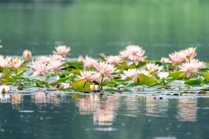 In photos: Water lilies blossom as summer approaches