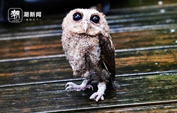 貓頭鷹1.jpg