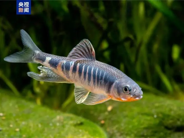1-1-彩虹马口鱼.jpg