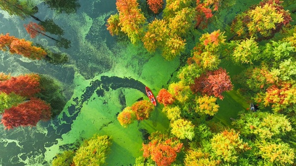 China Farmers' Harvest Festival Golden Autumn Consumption Season opens