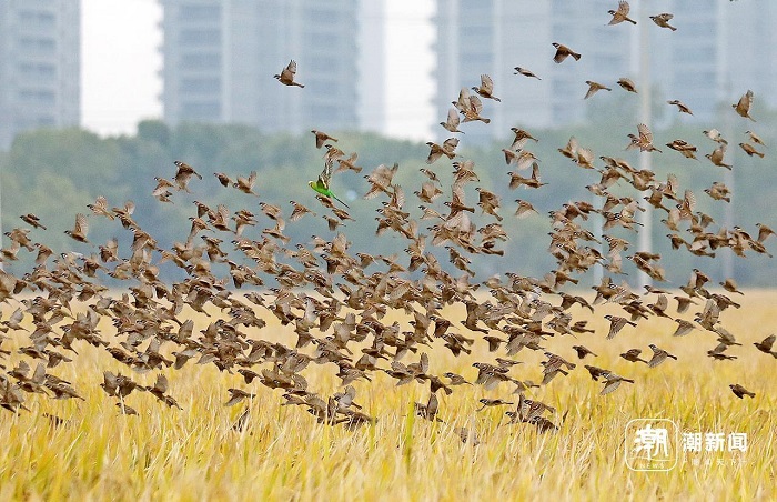 Hangzhou's 'Rice Field CBD' celebrates harvest in harmony with nature
